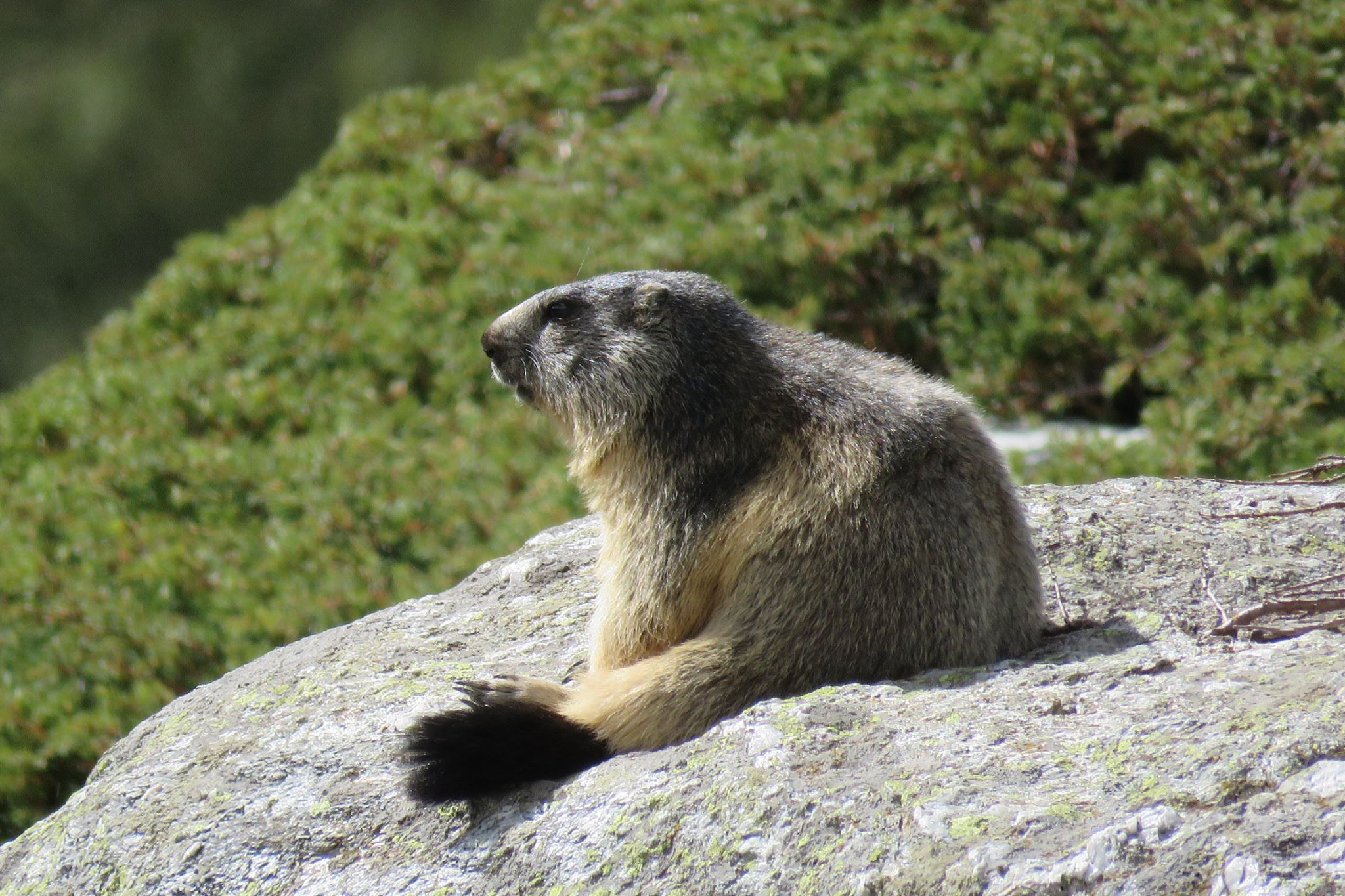 Marmotta - Maria Rita Brun